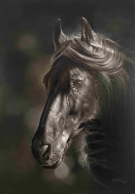 BLACK HORSE