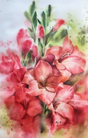 Gladiolus